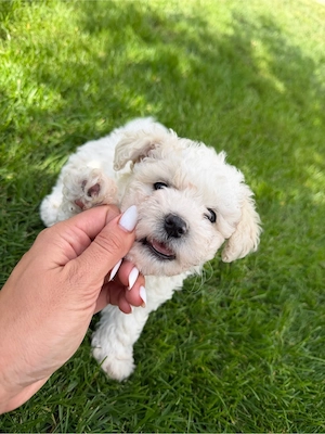 Bichon Maltez - imagine 4