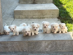 Bichon Maltez - imagine 3