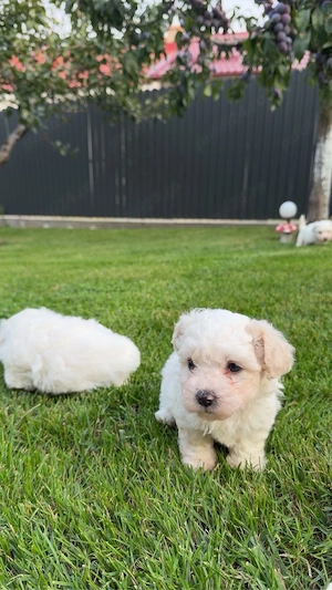 Bichon Maltez - imagine 5