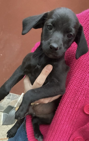 Ofer spre adopție 