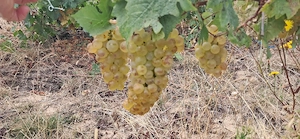 Struguri de masa si de vin