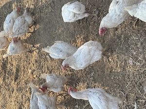 Găini de ouă Leghorn, Rațe și Gâște   Crescute Natural - imagine 3