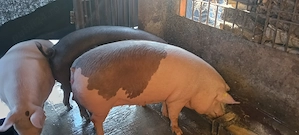 Porc pentru Crăciun  - imagine 3