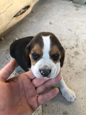 beagle tricolori