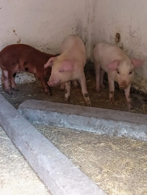 de vânzare purcei com PĂULIȘ JUD ARAD PREȚ 250 lei bucata  - imagine 2