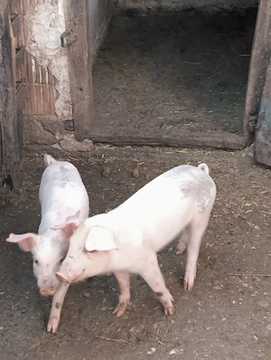 de vânzare purcei com PĂULIȘ JUD ARAD PREȚ 250 lei bucata 