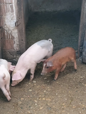 de vânzare purcei com PĂULIȘ JUD ARAD PREȚ 250 lei bucata  - imagine 3