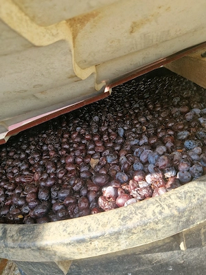 De vanzare prune 1.50 lei kg