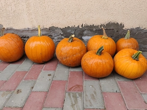 Bostani Halloween  decorativi