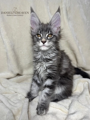 Maine Coon cu Pedigree