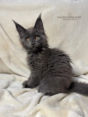 Maine Coon cu Pedigree - imagine 3