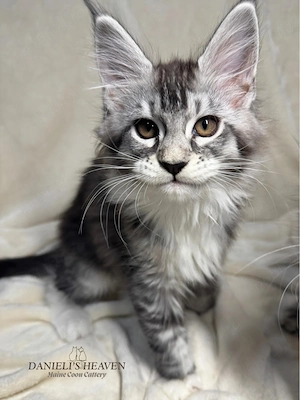 Maine Coon cu Pedigree - imagine 3