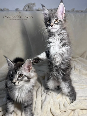 Maine Coon cu Pedigree - imagine 4