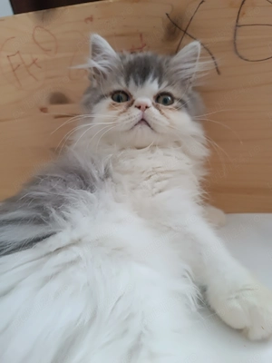 Pisicuța  rasa Persana 