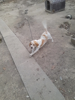 Femelă Beagle bicolor - imagine 5