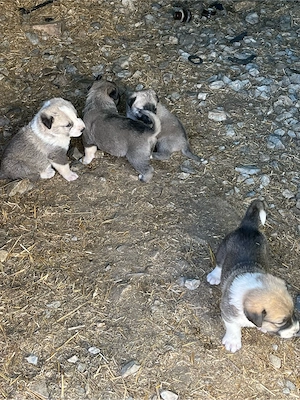 vand catei kangal 