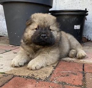 Chow chow mascul isi cauta casa noua - imagine 4
