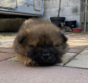 Chow chow mascul isi cauta casa noua - imagine 3