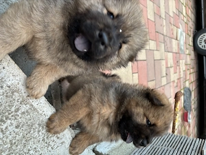 Chow chow mascul isi cauta casa noua - imagine 5