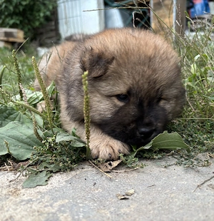 Chow chow mascul isi cauta casa noua - imagine 2