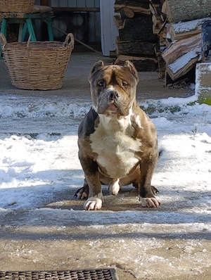American Bully merle standard mascul - imagine 2