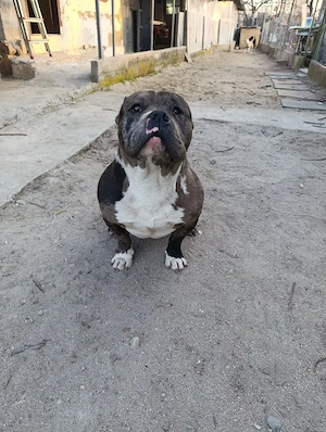 American Bully merle standard mascul - imagine 4