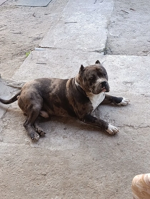 American Bully merle standard mascul - imagine 5