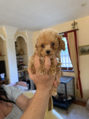 Pui Maltipoo Toy Generația F1   Crescător Autorizat