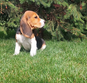 Pui Beagle tip A - imagine 3