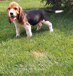 Pui Beagle tip A - imagine 4