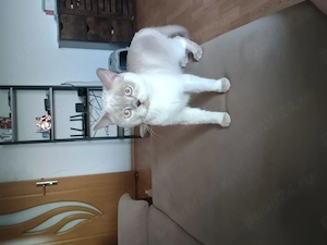 British shorthair  - imagine 3