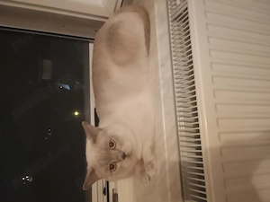 British shorthair  - imagine 4