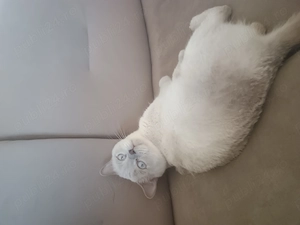 British shorthair  - imagine 2