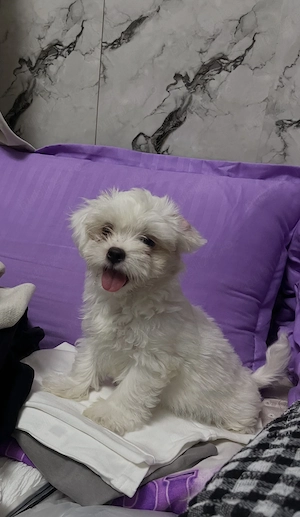 Pui Bichon Havanez
