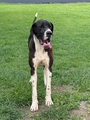 dog german femela cu pedigree 