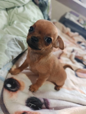 Vand Pui Chihuahua TOY FATA in varsta de 2 Luni - imagine 4