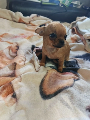 Vand Pui Chihuahua TOY FATA in varsta de 2 Luni - imagine 2