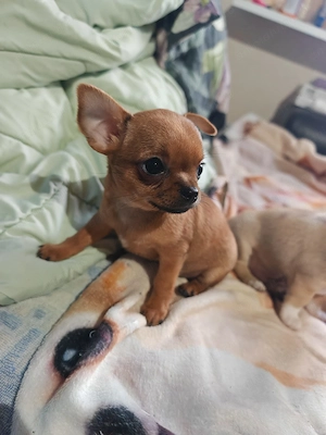 Vand Pui Chihuahua TOY FATA in varsta de 2 Luni - imagine 3