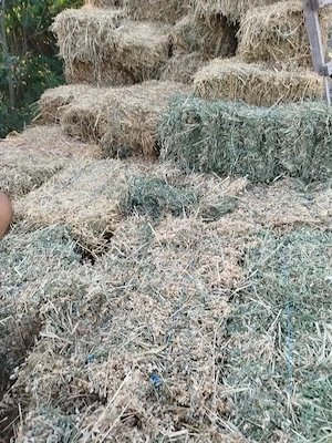 Baloți de vânzare 