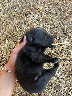 Cățeluși ciobănesc german NEGRU