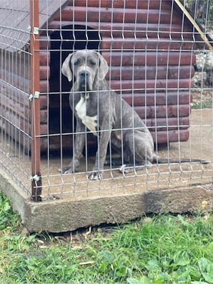 Cane Corso