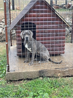 Cane Corso - imagine 2