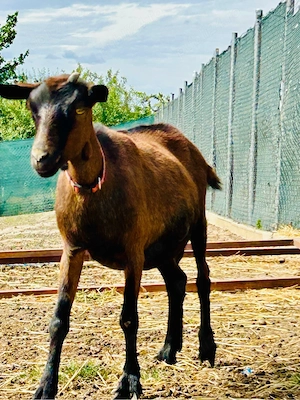 Ocazie!!!Lot 5 Capre Gestante Genetica de Exceptie - imagine 2