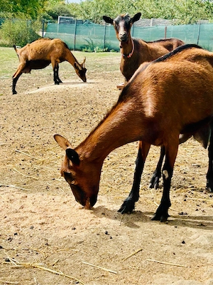 Ocazie!!!Lot 5 Capre Gestante Genetica de Exceptie