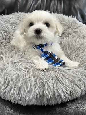 bichon maltez mini toy 