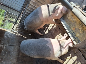 Porci crescuți cu cereale  - imagine 3