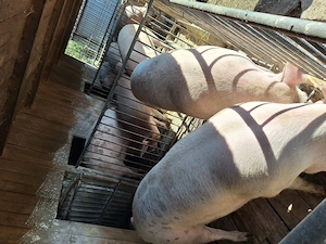 Porci crescuți cu cereale 