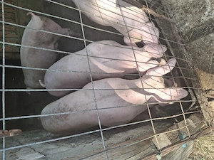 Porci 100,130,300 kg  - imagine 5