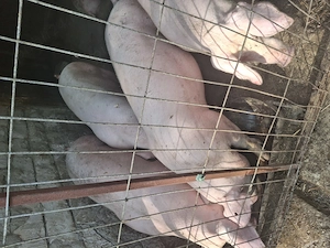 Porci 100,130,300 kg 