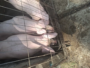 Porci 100,130,300 kg  - imagine 4